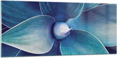 Produktbild von Bilder auf glas - Einteilig - Agave Blau Blume - 120x50cm - Glasbilder - Wandbilder - Bilder - zum Aufhängen bereit - Wanddekoration aus Glas - Glas Bilder - Wandbild auf Glas - GAB120x50-4972