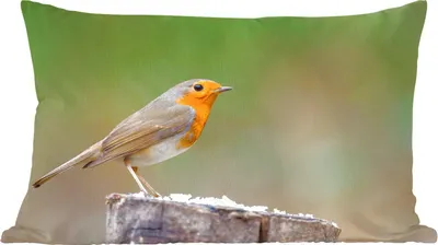 Produktbild von MuchoWow® Zierkissen Sofakissen Wohnzimmer Dekokissen 60x40 cm Tiere - Vogel - Rotkehlchen - Kopfkissen - Polster mit Foto
