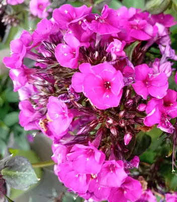 Immagine prodotto di Perenne a fiore grande rosa Phlox paniculata in vaso da 1 L