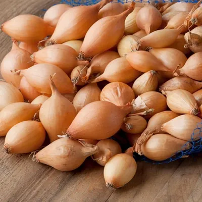Immagine prodotto di Cipolla Dymka Efekt 0,50 kg varietà gustosa molto resistente e produttiva