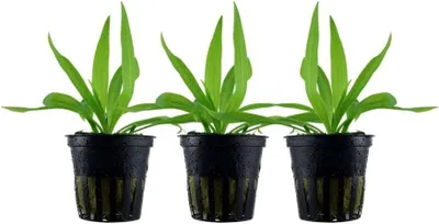 Produktbild von Aquarium Wasserpflanze 3 Stück Helanthium 'Quadricostatus' Tropica Nr.068 Set