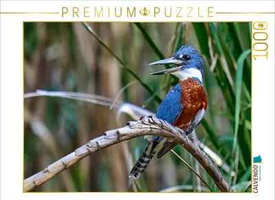Produktbild von CALVENDO Puzzle Rotbrustfischer aus Costa Rica | 1000 Teile Lege-Größe 64x48cm Foto-Puzzle für glückliche Stunden