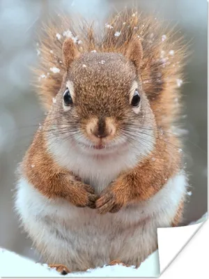 Produktbild von MuchoWow® Poster Eichhörnchen - Nagetier - Schneeflocke - Winter 30x40 cm - Wandplakat - Poster Kinderzimmer