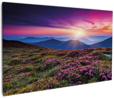 Produktbild von Wallario Premium Leinwandbild Blumenbedeckte Wiese bei Sonnenuntergang in Größe 60 x 90 cm