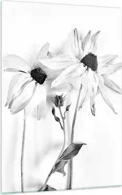 Produktbild von Bilder auf glas - Einteilig - Verwelkt Blumen Monochrom - 50x70cm - Glasbilder - Wandbilder - Bilder - zum Aufhängen bereit - Wanddekoration aus Glas - Glas Bilder - Wandbild auf Glas - GPA50x70-4737