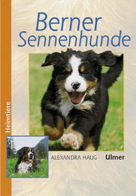 Image de Berner Sennenhunde