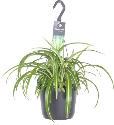 Produktbild von Chlorophytum Comosum 'Bonnie' Grünlilie - Ø17cm Höhe ca. 35cm - Pflegeleichte