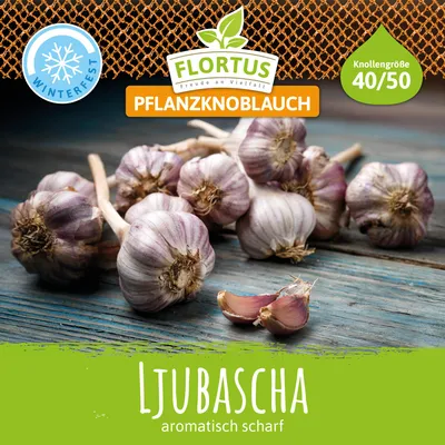 Zdjęcie produktu dla Czosnek zimowy Ljubascha | Czosnek do sadzenia firmy FLORTUS, ilość: 3 sztuki