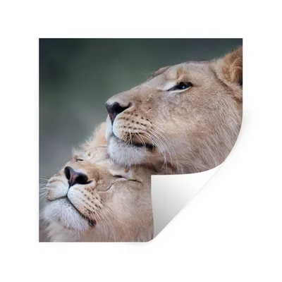 Produktbild von MuchoWow® Wandtattoo Wandsticker Wandaufkleber Löwe - Wilde Tiere - Big Five 100x100 cm Selbstklebend und Repositionierbar - Wierderverwendbar - Selbstklebend