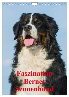 Produktbild von Faszination Berner Sennenhund (Wandkalender 2027 DIN A4 hoch), CALVENDO Monatskalender