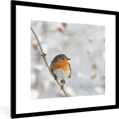 Produktbild von MuchoWow® Gerahmtes Poster Vogel - Rotkehlchen - Winter 40x40 cm - Poster mit Schwarzem Bilderrahmen Wandposter Rahmen Foto Bilder - Poster - Plakat im Rahmen
