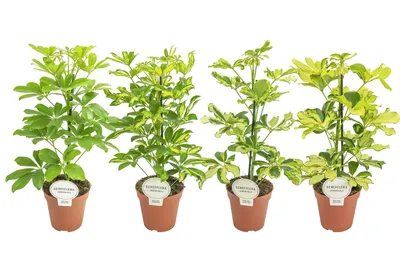 Produktbild von Strahlenaralie Schefflera 4er Set 45 cm