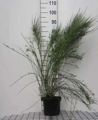 Obrázok produktu pre Cytisus praecox - Metla 40- 60 cm Kontajner