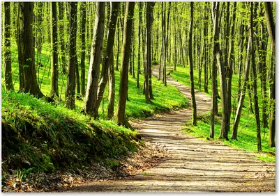 Produktbild von Tulup® Glas-Bild - 100 x 70 - Wandbild aus Glas - Wandkunst - Wandbild hinter gehärtetem Sicherheitsglas - Landschaften - Pfad im Wald - Grün