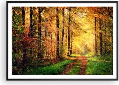 Produktbild von Gerahmtes Poster - Schwarzer Rahmen - Wald Baum Natur - 100x70 cm - Wand Bild - Wanddeko - Wandbilder - Kunstposter - Wandposter - Bilderrahmen - Bilder - Kunstdruck - Wandbild - P2BAA100x70-3718