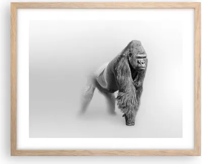 Produktbild von Gerahmtes Poster - Rahmen in heller Eiche - Orang-Utan Tier - 50x40 cm - Wand Bild - Wanddeko - Wandbilder - Kunstposter - Wandposter - Bilderrahmen - Bilder - Kunstdruck - Wandbild - P2NAA50x40-4105