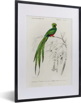 Produktbild von MuchoWow® MuchoWow® Gerahmtes Poster Vogel - Vintage - Zweig 30x40 cm - Poster mit zchwarzem Bilderrahmen - Wandposter Schlafzimmer