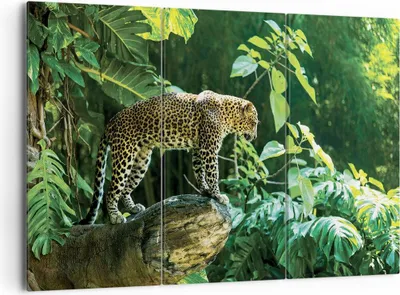 Produktbild von Bild auf Leinwand - Leinwandbild - 3 Teile - Dschungel Leopard Panther - 165x110cm - Wand Bild - Wanddeko - Wandbilder - Leinwanddruck - Bilder - Wanddekoration - Leinwand bilder - CE165x110-4502