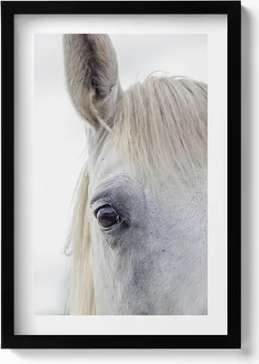 Produktbild von Der Kopf eines Schimmelpferdes– Wandbild mit Rahmen – Gerahmtes Bild  – Wanddekoration – 40x60 cm –  Schwarz