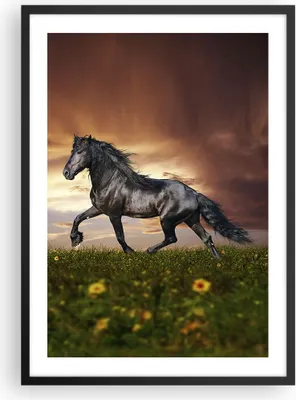 Produktbild von Gerahmtes Poster - Schwarzer Rahmen - Pferd Tier Wiese - 50x70 cm - Wand Bild - Wanddeko - Wandbilder - Kunstposter - Wandposter - Bilderrahmen - Bilder - Kunstdruck - Wandbild - P2BPA50x70-2608