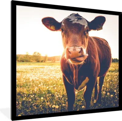 Produktbild von MuchoWow® Gerahmtes Poster Kuh - Sonnenuntergang - Blumen - Gras - Tiere 40x40 cm - Poster mit Schwarzem Bilderrahmen Wandposter Rahmen Foto Bilder - Mit Rahmen - Wanddekoration Schlafzimmer