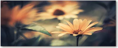 Produktbild von Tulup® Glas-Bild Wandbild aus Glas - 125x50 - Wandkunst - Wandbild hinter gehärtetem Sicherheitsglas - Dekorative Wand für Küche & Wohnzimmer  - Blumen & Pflanzen - Frühlingsblume - Beige