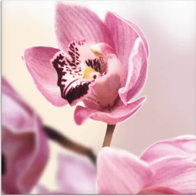 Produktbild von ARTland Glasbild Rosa Orchidee Größe: 30x30 cm