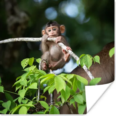 Produktbild von MuchoWow® Poster Baby - Affe - Äste 100x100 cm - Babyzimmer