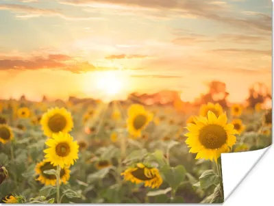 Produktbild von MuchoWow® Poster Sonnenblume - Sonne - Blumen 160x120 cm - Foto Plakat