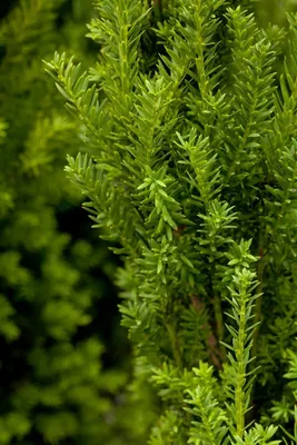 Produktbild von Taxus media 'Hillii', Bechereibe, immergrün, 20–30 cm