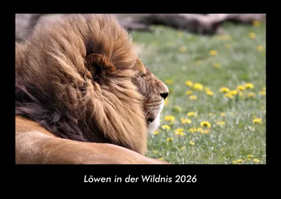 Produktbild von Löwen in der Wildnis 2026 Fotokalender - Querformat DIN A3, Monatskalender mit Bild-Motiven von Haustieren, Bauernhof, wilden Tieren und Raubtieren
