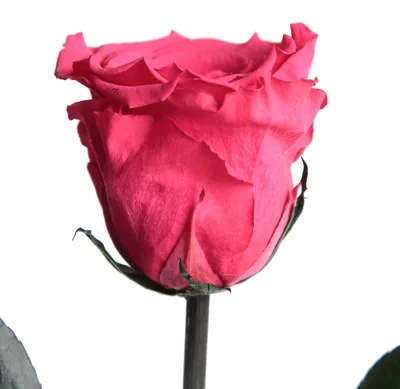 Immagine prodotto di Rosa rosa naturale con stelo, conservata per 3 anni