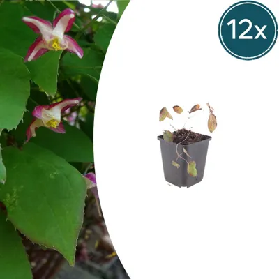 Zdjęcie produktu dla Epimedium rubrum | 12 sztuk - 10-25cm - Ø9cm - Roślina ogrodowa