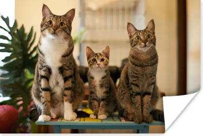Produktbild von MuchoWow® Poster Drei Katzen auf kleinem Tisch 90x60 cm - Schlafzimmer