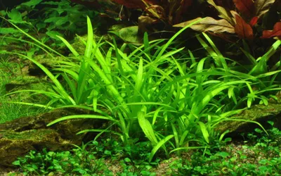 Produktbild von Aquarium Pflanze Sagittaria subulata Tropica Nr.079 TC in Vitro