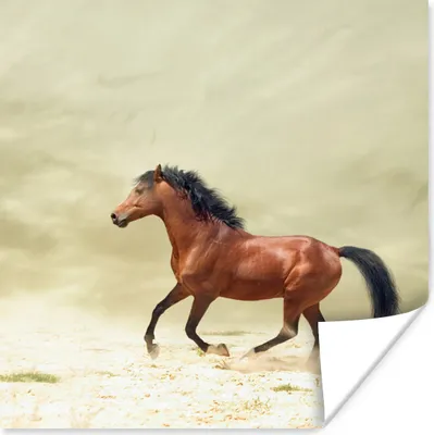 Produktbild von MuchoWow® Poster Pferd - Stoff - Sand 100x100 cm - Babyzimmer