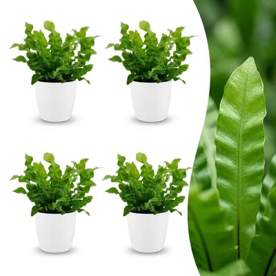 Image de Asplenium Crispy Wave - Asplenium Crispy Wave - 4 plantes - avec pot blanc - 30cm - Ø12cm