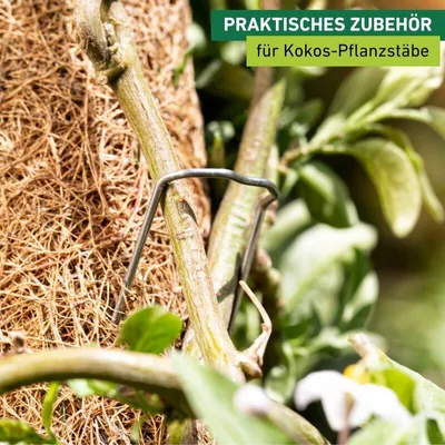 Produktbild von Stecker zur Befestigung von Pflanzentrieben, 50 Stück