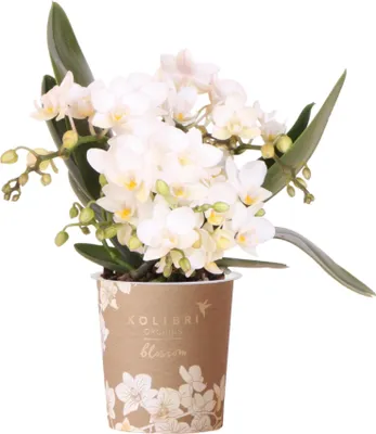 Obrázek produktu pro Kolibri Orchids Bílá orchidej Phalaenopsis – Nazaré – velikost květináče 9 cm