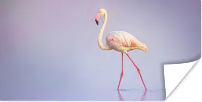 Produktbild von MuchoWow® Poster Flamingo - Wasser - Rosa 160x80 cm - Foto Poster