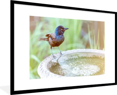 Produktbild von MuchoWow® MuchoWow® Gerahmtes Poster Vogeltränke - Amsel - Wasser 90x60 cm - Poster mit zchwarzem Bilderrahmen - Wanddekoration - Fotos