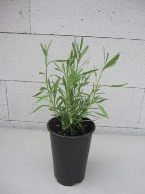 Produktbild von Strauch-Lavendel - Lavandula x allardii - Ursprungsart