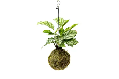 Obrázek produktu pro Gardners Kokedama Calathea Freddie (M)