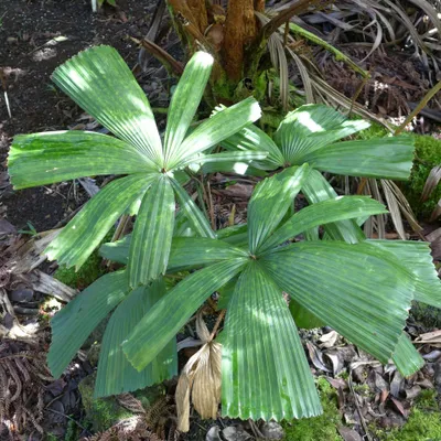 Produktbild von Vietnamesische Fächerpalme (Lanonia dasyantha) - 1 gekeimter Samen