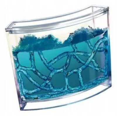 Image de Aquarium en gel éducatif pour fourmis