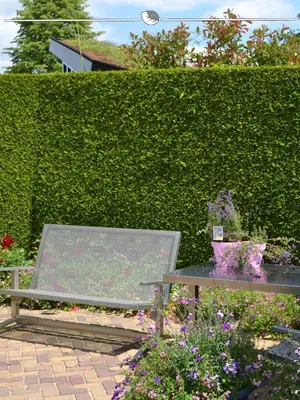 Produktbild von Lebensbaum Thuja Brabant 80-100 cm im Topf, 18x Heckenpflanze