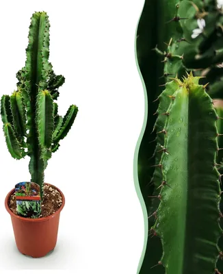 Produktbild von Green boutiQ - Zimmerpflanze - Euphorbia eritrea - Afrikanischer Milchbaum -  Kaktus für drinnen - 1 Pflanze - Topf 17cm - Höhe 60cm
