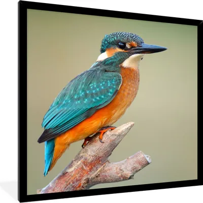 Produktbild von MuchoWow® Gerahmtes Poster Vogel - Eisvogel - Zweig 40x40 cm - Poster mit Schwarzem Bilderrahmen Wandposter Rahmen Foto Bilder - Mit Rahmen - Wanddekoration Schlafzimmer
