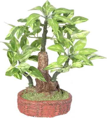 Zdjęcie produktu dla Drzewko bonsai na czerwonej podstawie