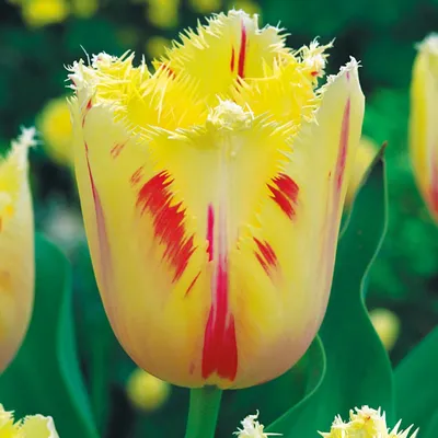 Zdjęcie produktu dla Tulipan Strzępiasty Carrousel 5 szt. Tulipany Cebulki Tulipanów Cebule